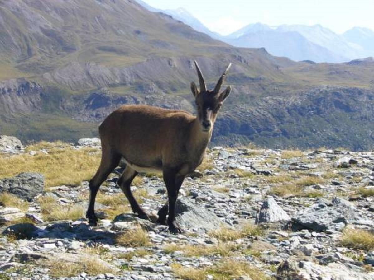 Chalet Des Neiges : La Cime Des Arcs Les Arcs  Экстерьер фото
